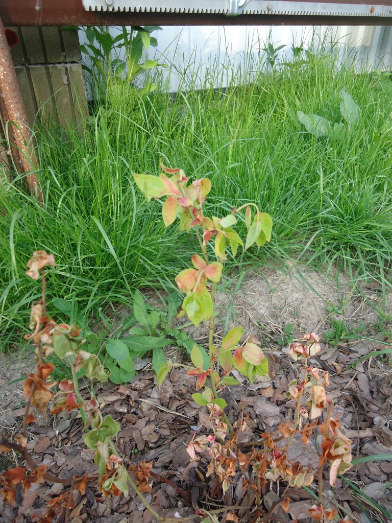 отсутствіе полива голубики, усыхание голубики высокорослой от нехватки влаги